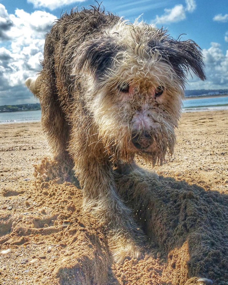 An adorably sandy dog captured in front of a blue sky in Devon