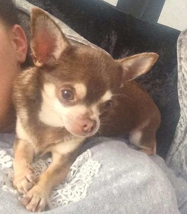  Gizmo the chihuahua was snatched by a gull - and hasn't been seen since