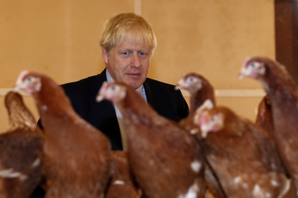  Boris getting eyed up by the livestock at a farm earlier today