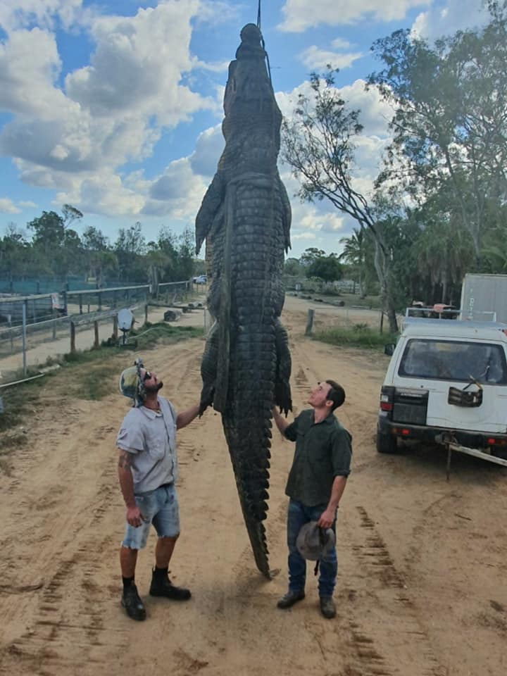  Aussie crocodile farmers found an orthopaedic plate inside a 4.7m crocodile