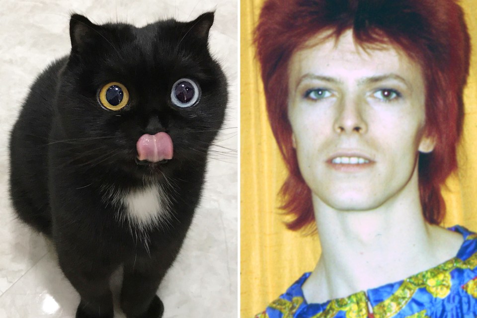  Pet Niu Nai has different coloured eyes just like David Bowie