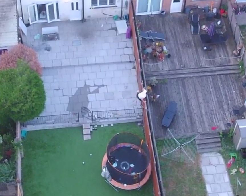 Drone footage shows the drug suspect leaping over fences to escape the police during a raid