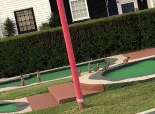 The critters were later seen roaming around a miniature golf course