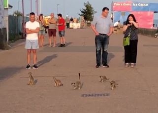 Stunned tourists watch meerkcats sprint along Southend seafront in Essex