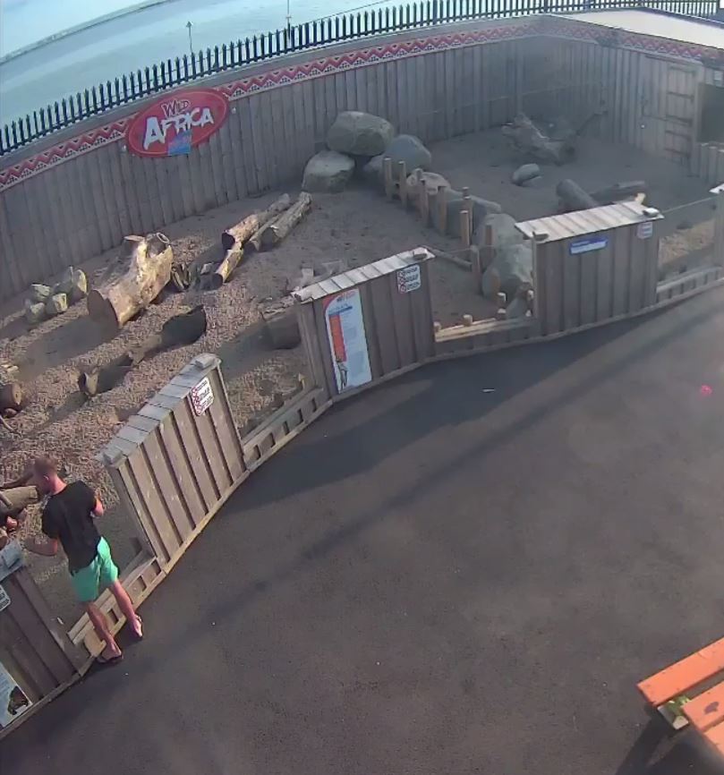 The suspected intruder was caught on CCTV shaking the outside of the meerkats’ enclosure