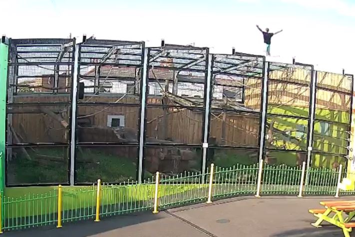 He was even seen standing triumphantly on the roof of the enclosure