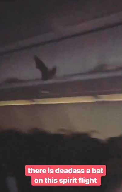  A bat was caught flying through the cabin mid-flight