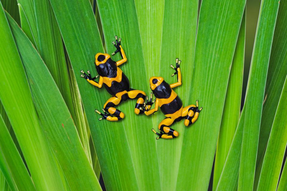  The rainforest is home to exotic creatures such as the poison dart frogs