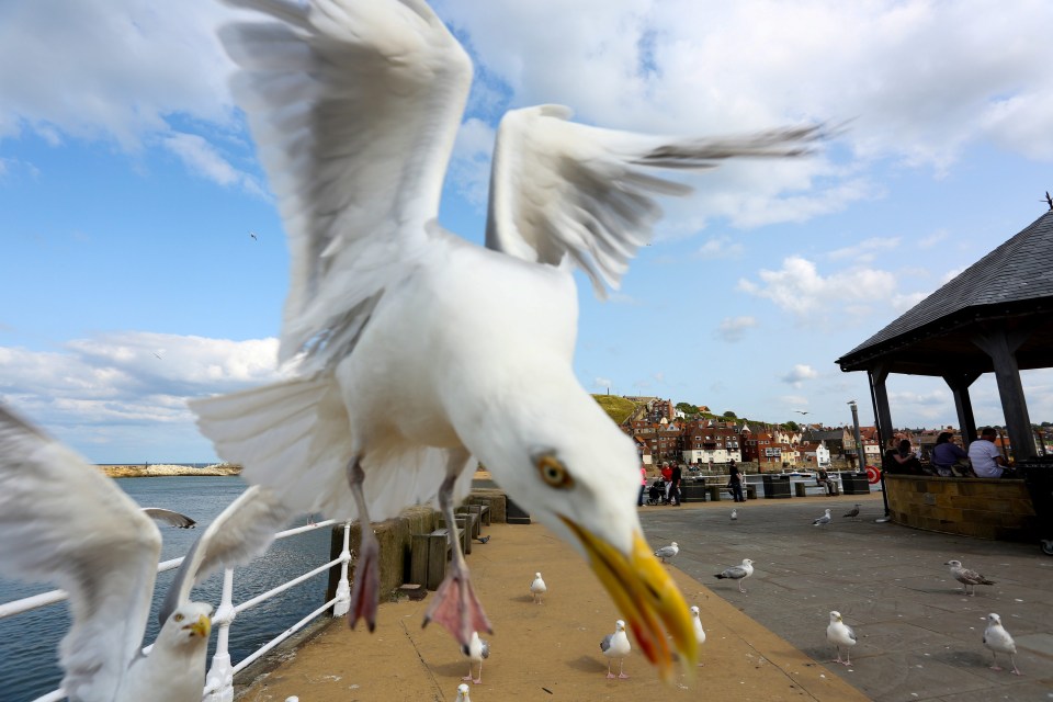 Staring seagulls in the eye could stop the pesky birds from snatching food from your hands