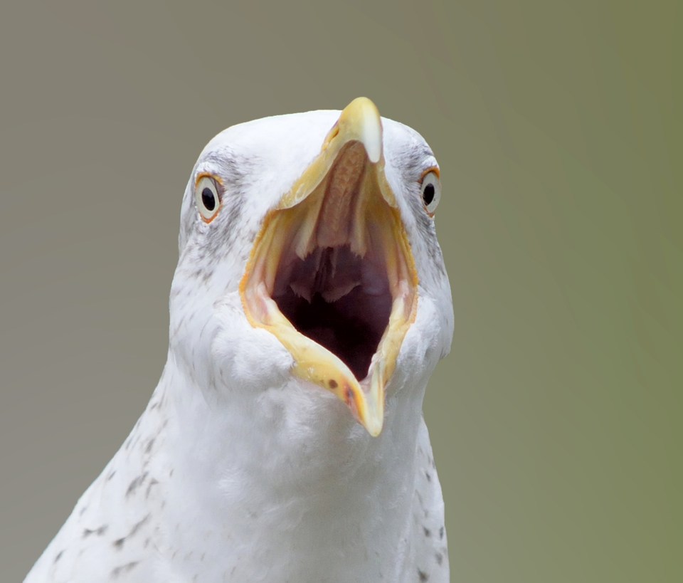  Stare hard at a seagull and it might just back off, according to experts