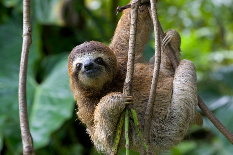  The sloth is native to the region and is one of the area's most well-recognised favourites