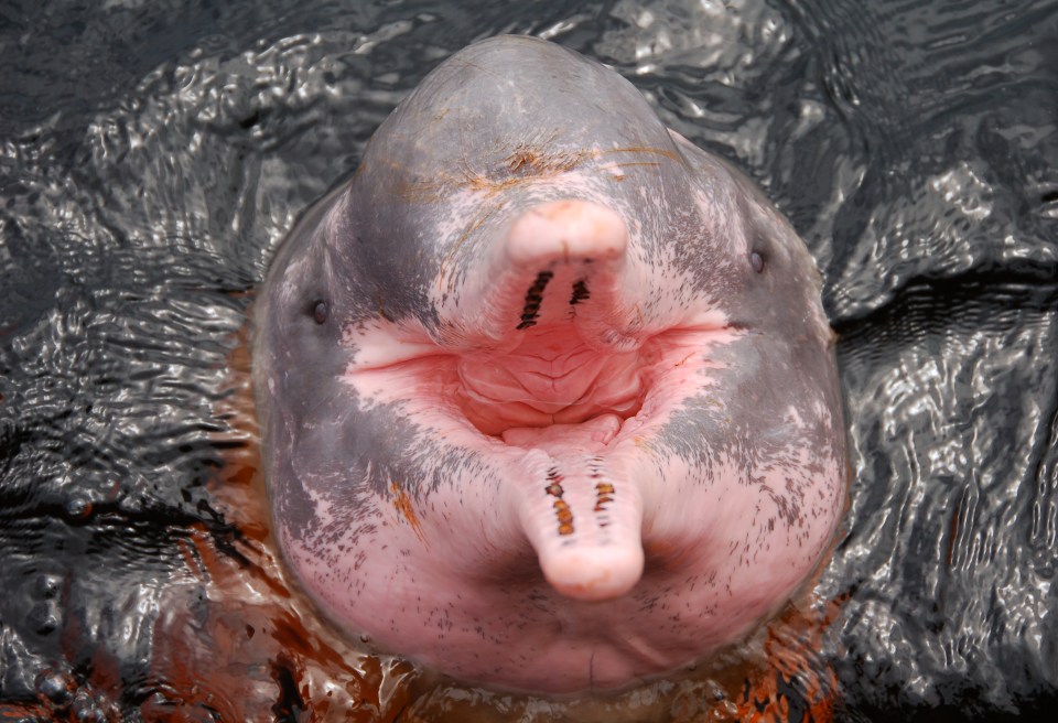  The pink river dolphin calls the forest's rivers home