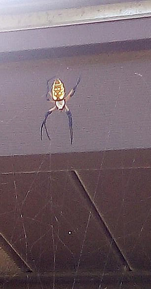  Banana spiders are only mildly poisonous and are not known to eat bats