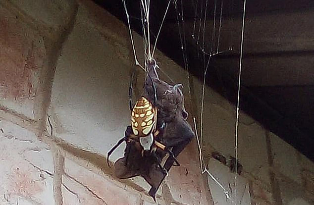  A banana spider successfully captured a bat in its web