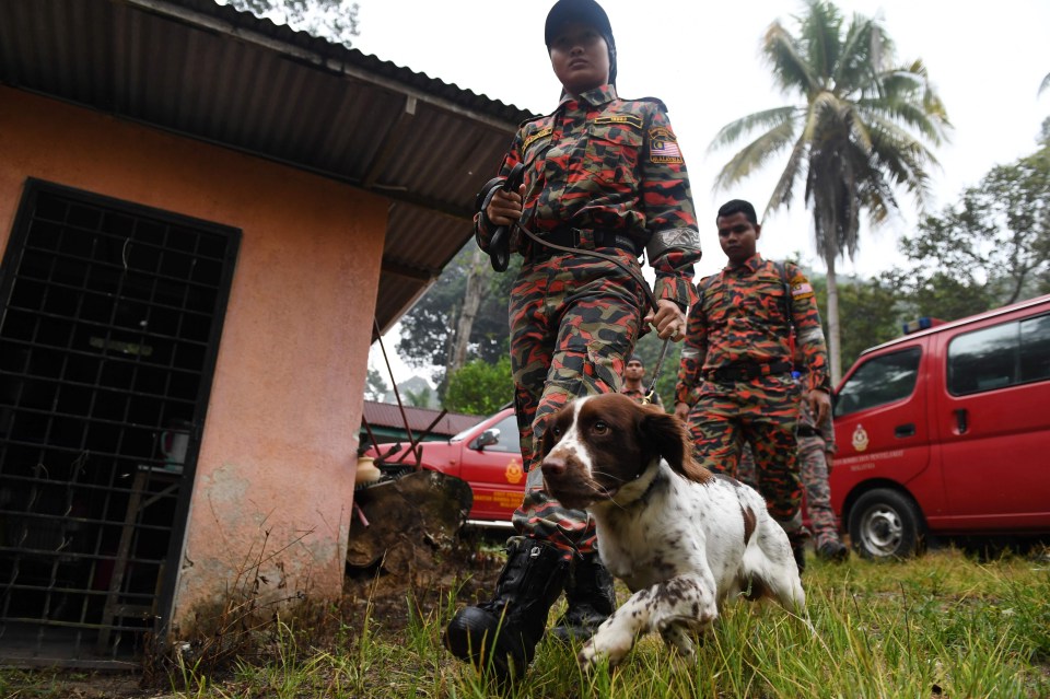 Rescue teams are using sniffer dogs to scour the jungle near where the teen was last seen