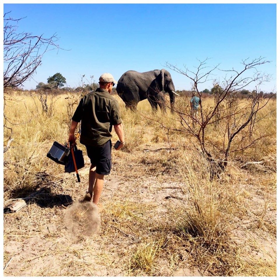  The first image sees Prince Harry approaching an elephant in its natural habitat