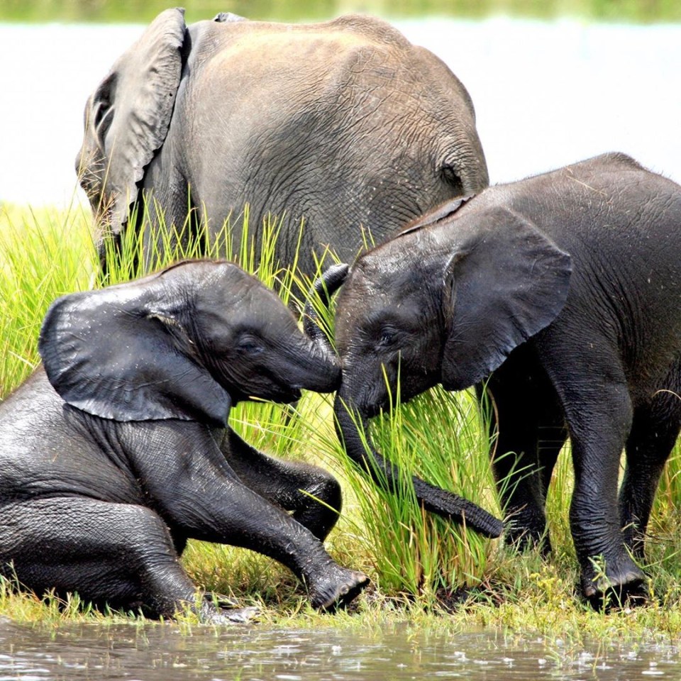  The selection of six images were taken by Meghan Markle and Prince Harry during one of their private trips to Africa