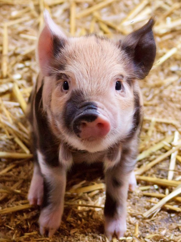  The piglet was just two months old when vile Ara molested it (file image)