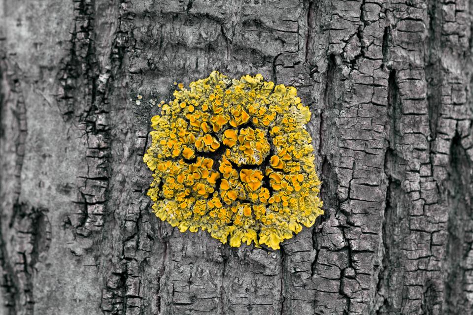  Men are being warned not to lick a fungus known as lichen, pictured, for its apparent erectile dysfunction healing powers - because it contains dangerous chemicals