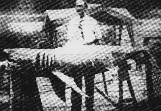  The great white shark which was thought to be responsible for the New Jersey attacks