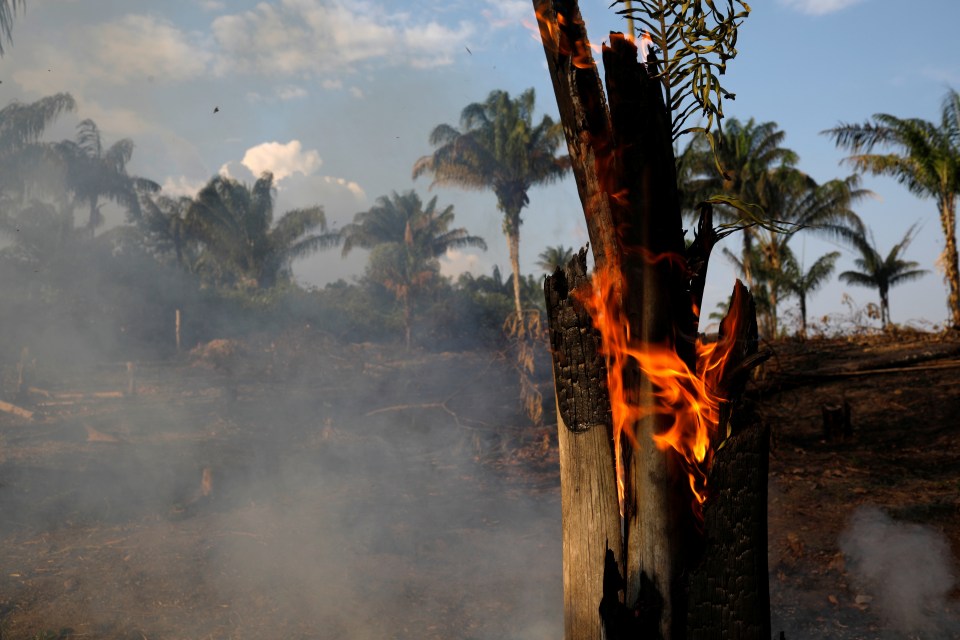  A state of emergency in the state of Amazonas has been declared due to the fires