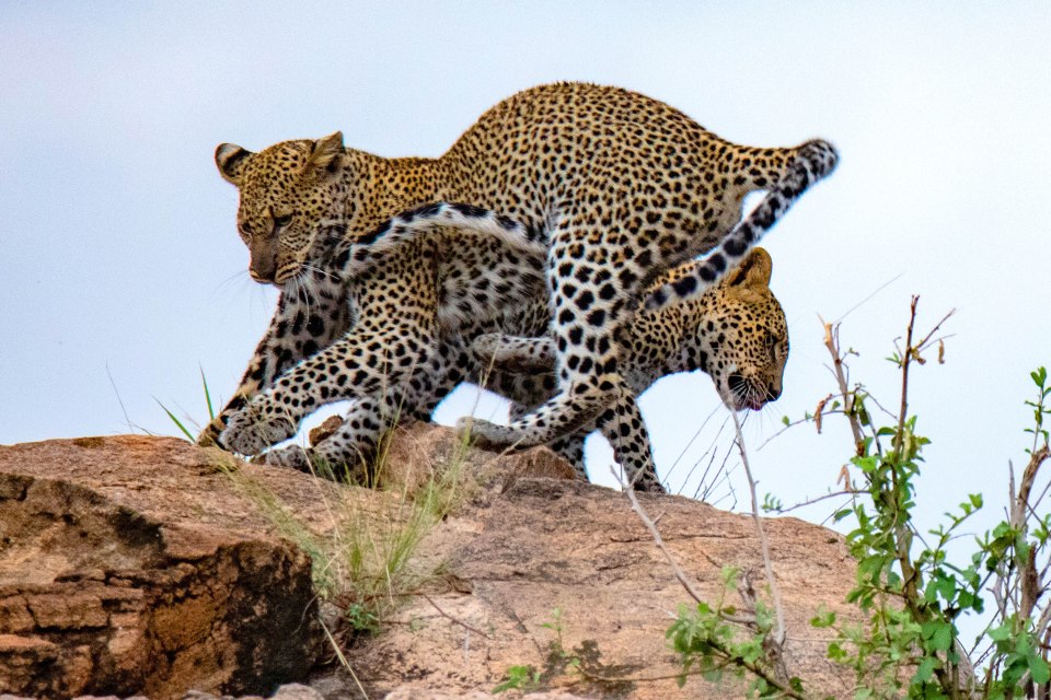  The big cats came to blows in a spectacular way