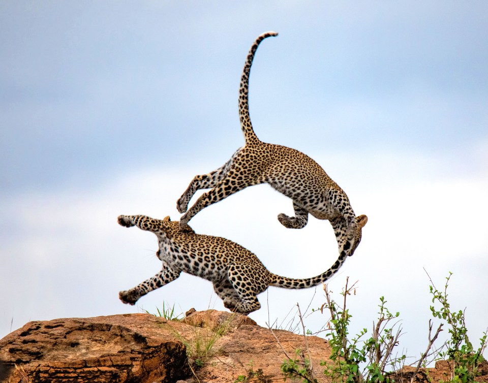  Two young leopards end up in a tailspin during a fight