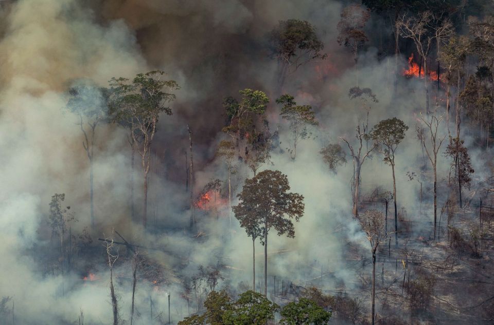  Fury is mounting across the world over the shocking destruction of the world's largest tropical rain forest