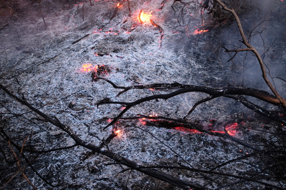  The wildfires have devastated a swathes of land across the Amazon