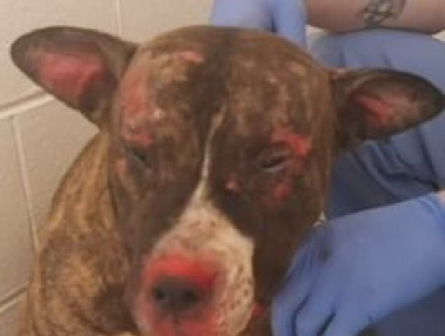  Tommie was rescued and treated for severe burns to 40 per cent of his body