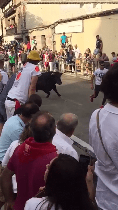  The bull follows in hot pursuit