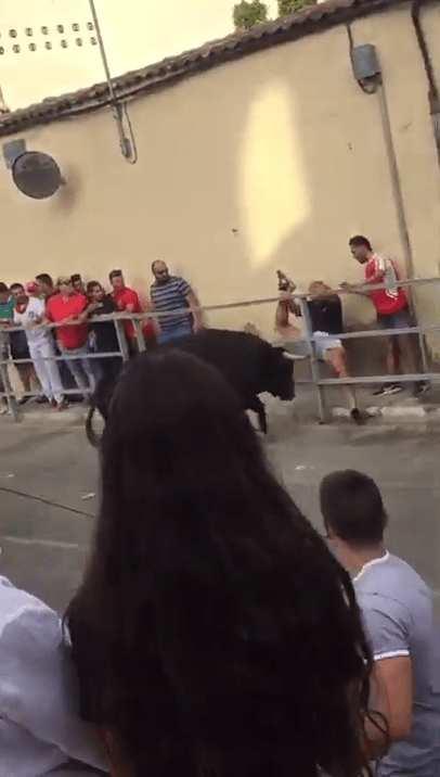  The man is speared in the groin by the bull's horns as he lies wedged between the railing and the wall