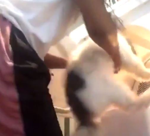  In an Instagram story reported just last week, a laughing girl threw her cat in a tumble dryer