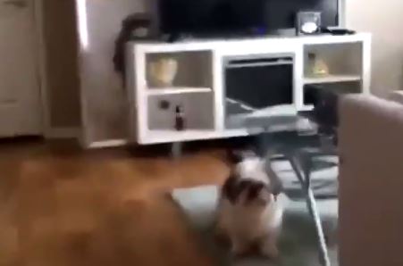  The poor dog appeared confused and scared in the video