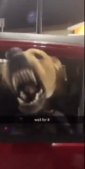  The dog is seen lunging through a cracked car window to bite at a woman passing by