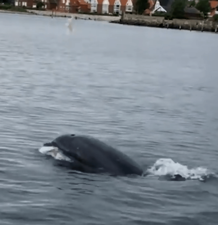  The dolphin dips his nose back under the water, ready to catch the jellyfish with a splash