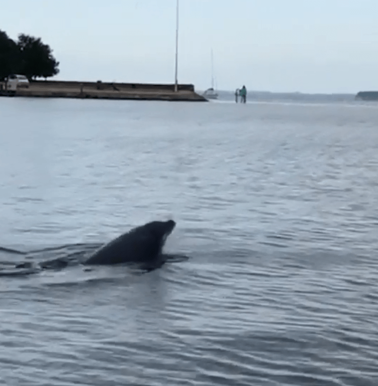  The dolphin loses the jellyfish at one point - but is having too much fun to care