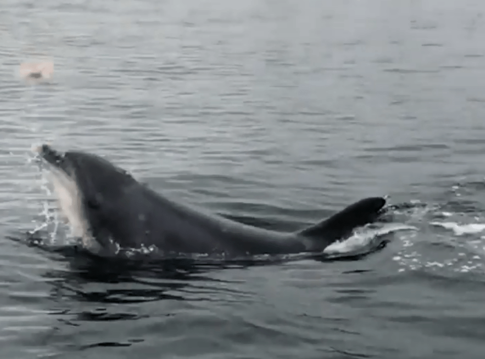  The playful dolphin was spotted in Denmark