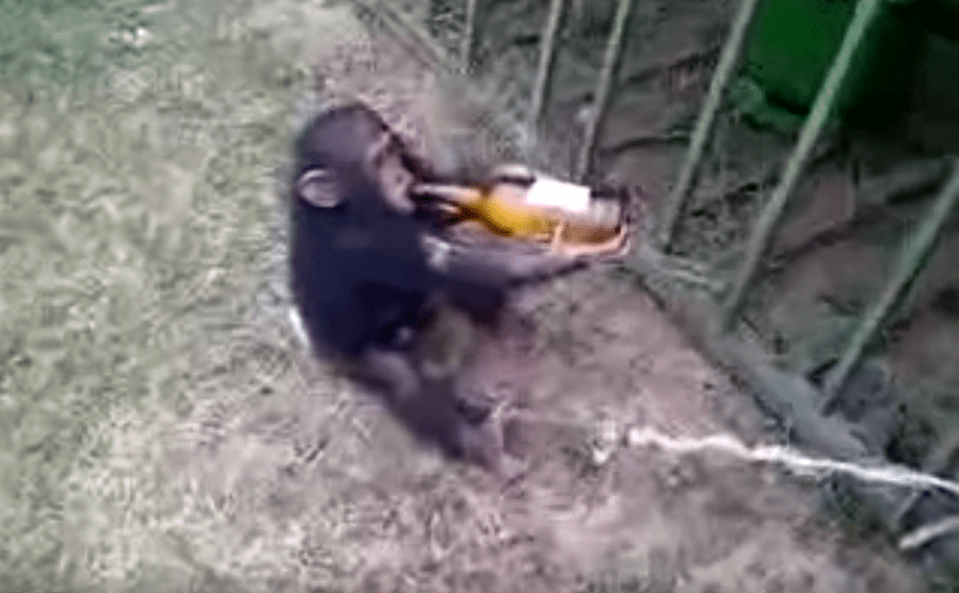  One cruel video shows a monkey tethered to a cage and fed booze by laughing onlookers