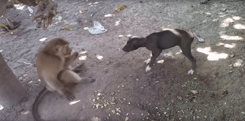  Other posts which remain online include this footage of a chained monkey fighting a dog