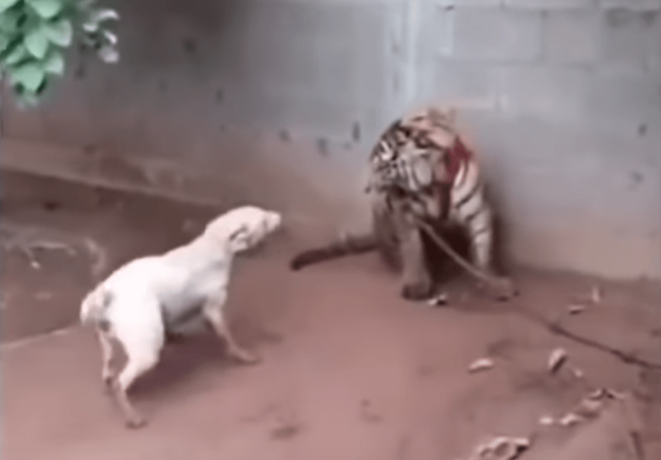  In another disturbing film, a dog is shown facing off against a captive tiger