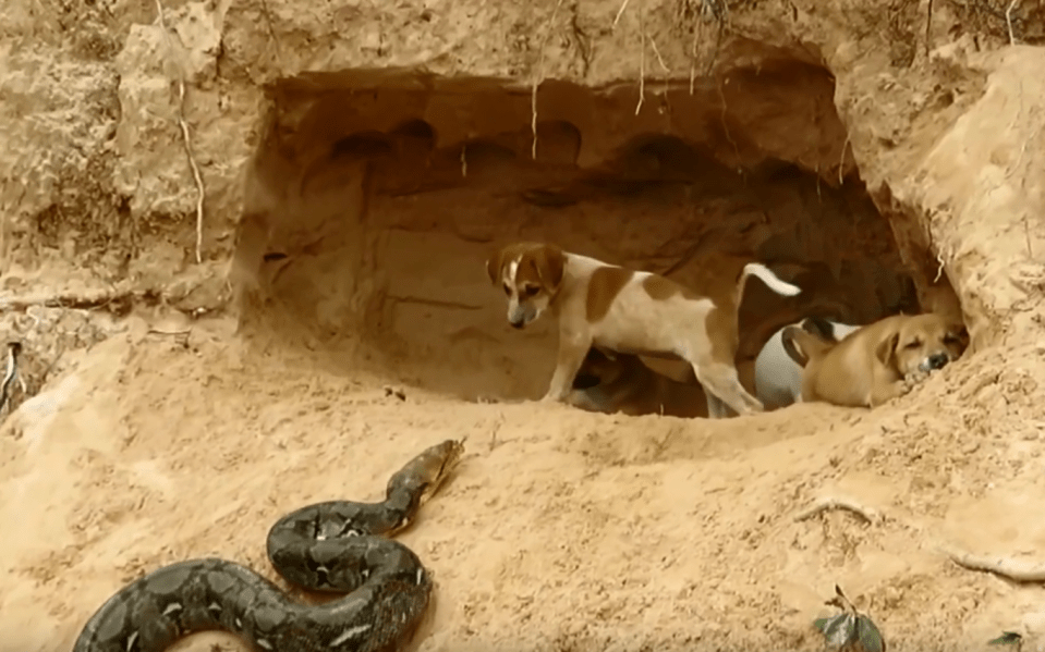  A twisted trend of 'puppy saved from python' videos sees the helpless dogs conveniently rescued after being attacked by snakes at the last minute