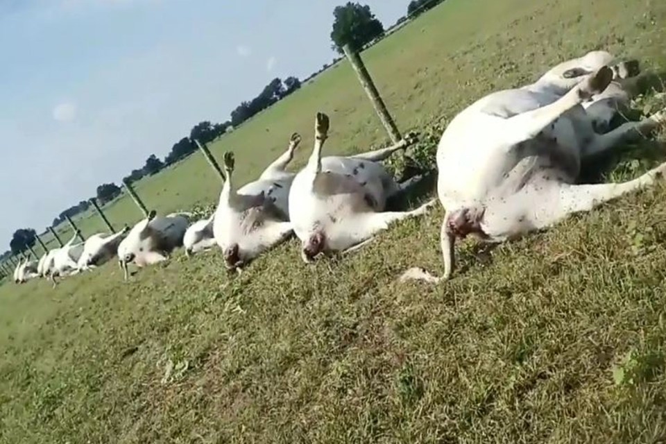  Fifteen cows and eight calves were killed when lightning struck a cattle fence in Texas