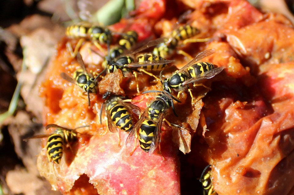  Feasting on rotting apples is thought to make the wasps more aggressive