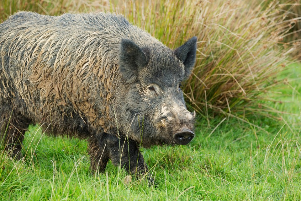  A hunter shot dead his own father after he mistook him for a wild boar rustling in foliage (file photo)