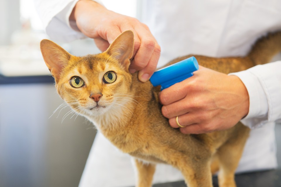  All pet cats will have to be micro-chipped under plans announced by Tories