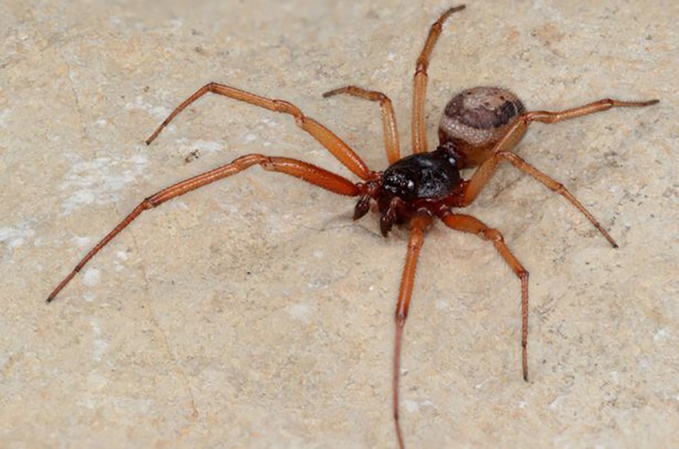  False widow spiders use their fangs to inject their dangerous venom into human flesh