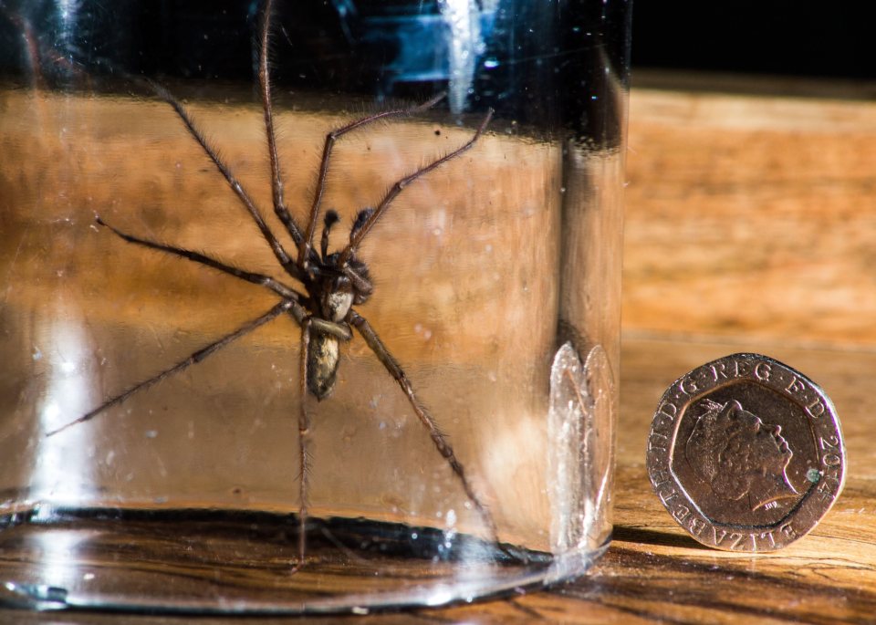  The Giant House Spider (pictured) is one of dozens of species of house spider in the UK