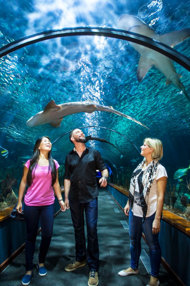  Animal lovers will have the chance to see incredible sea life at the aquarium