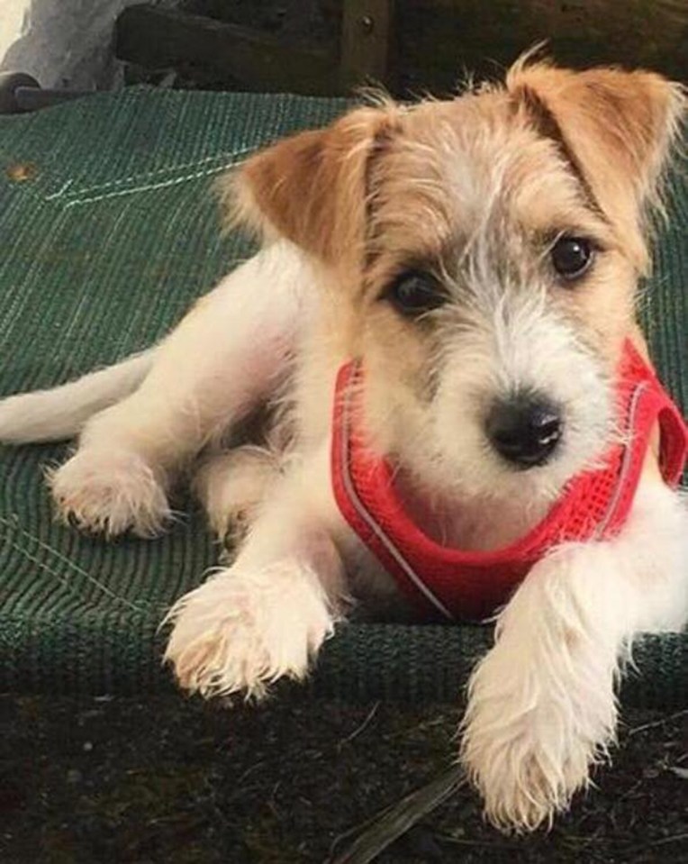  The Jack Russell puppy believed to have been adopted by Boris Johnson and Carrie Symonds